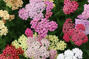 Colorful flowers in pink, white, and yellow on a green background