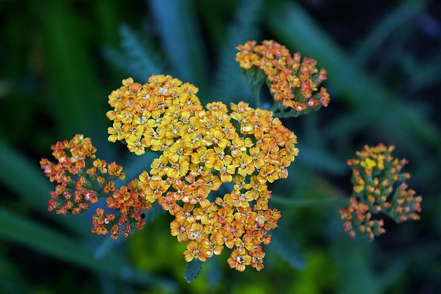 Achillea 'Terracotta'(Yarrow)- 2L - Pot
