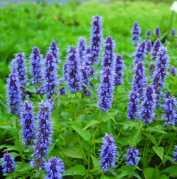 Agastache 'Blue Fortune' -flowering perennial