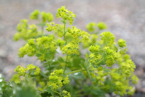 Green plant with small yellow flowers on a blurred background