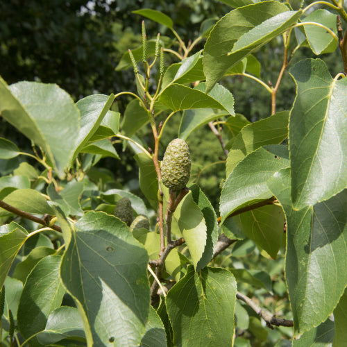 Alnus cordata (Italian Alder) - Bareroot - Bundles of 10