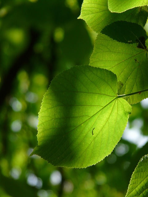Alnus cordata (Italian Alder) - Bareroot
