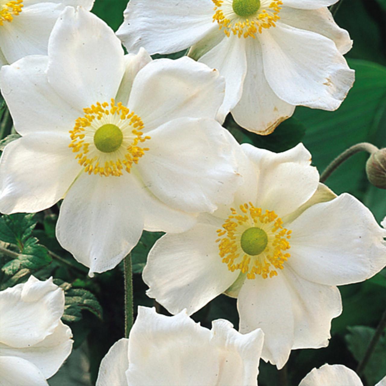 Anemone 'Honorine Jobert' (Japanese Anemone)-Flowering perennial