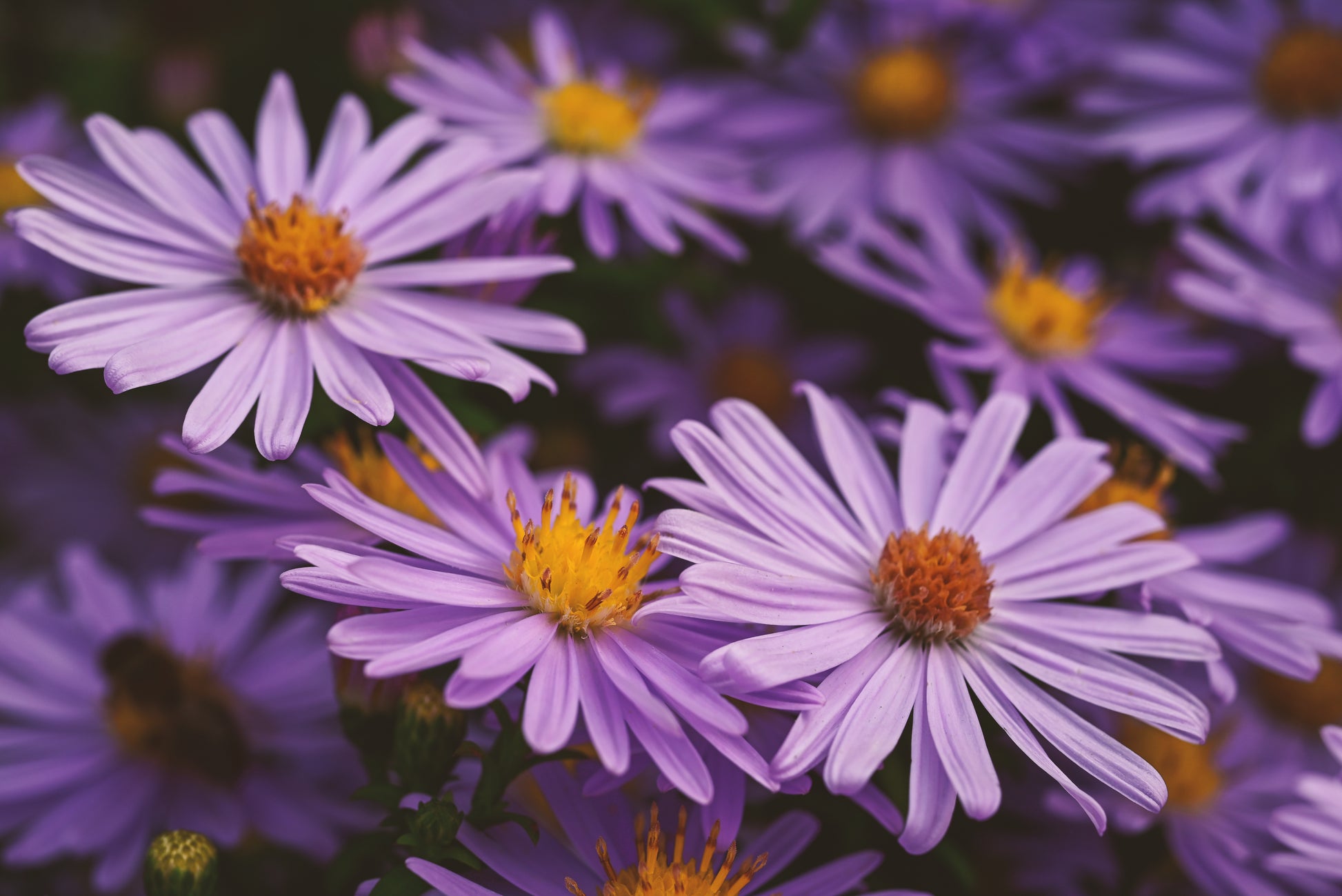 Aster x frikartii 'Monch'- flowering perennial.