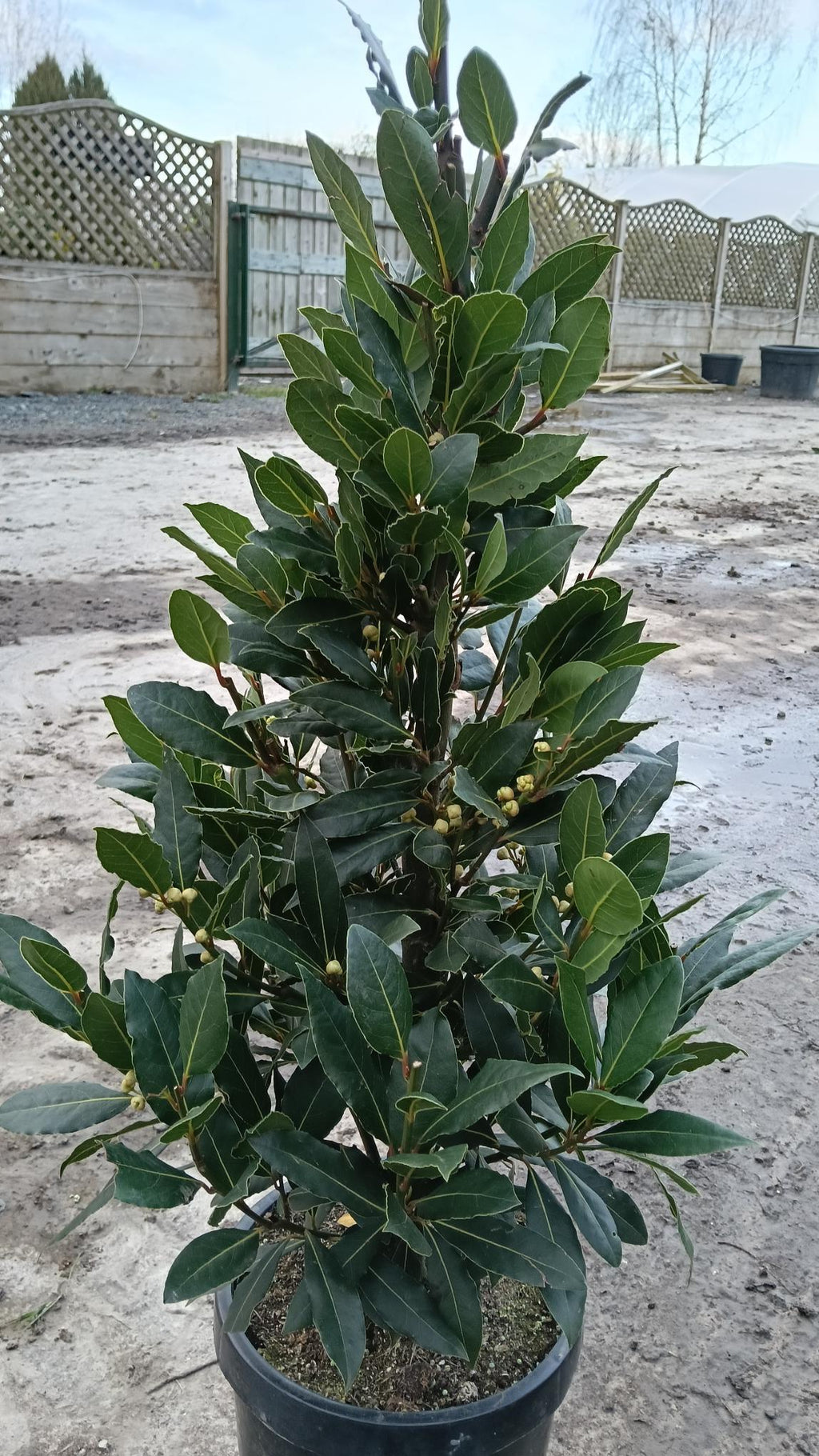 Laurus nobilis (Bay) - Cone