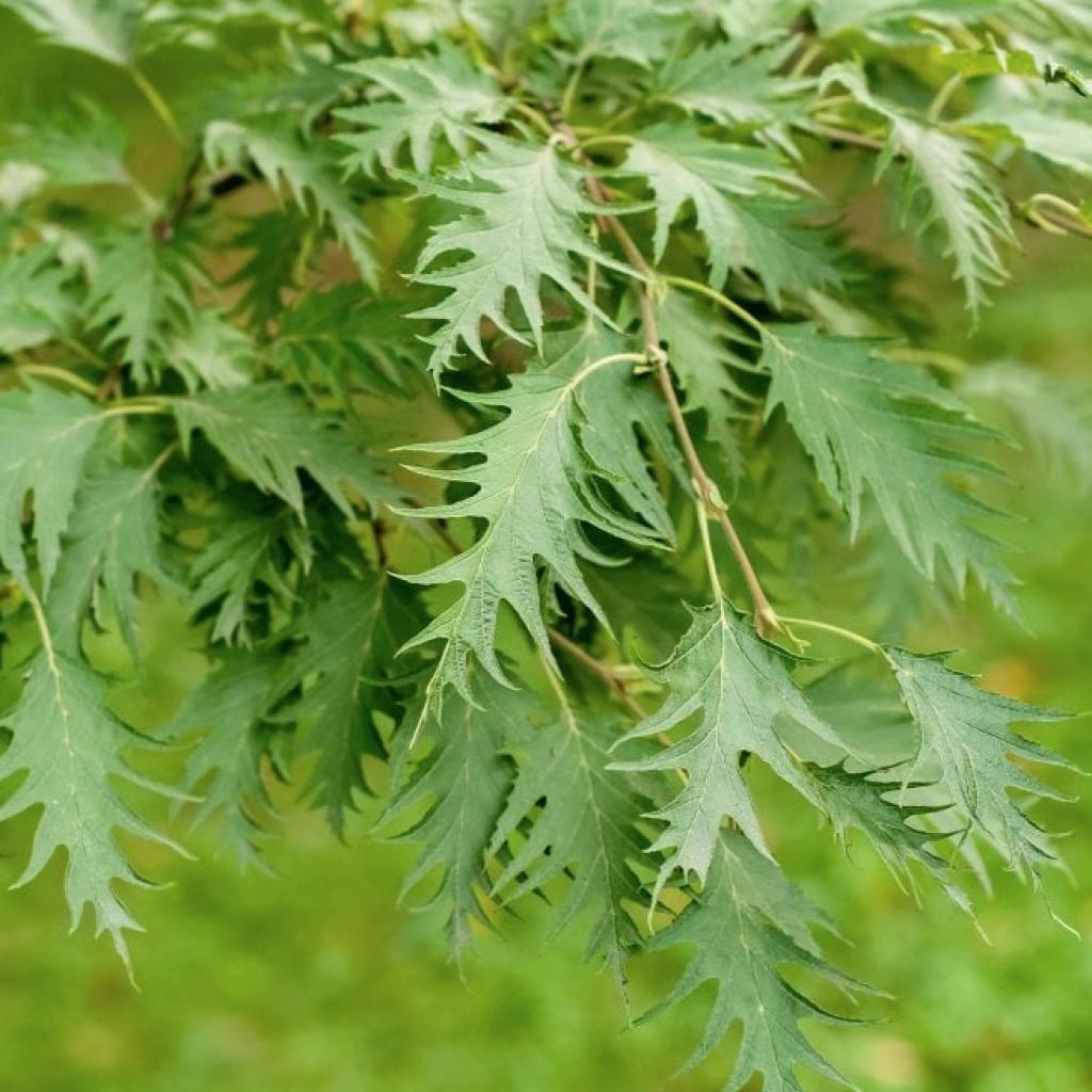 Betula pendula 'Dalecarlica' -150-175cm- 10L pot