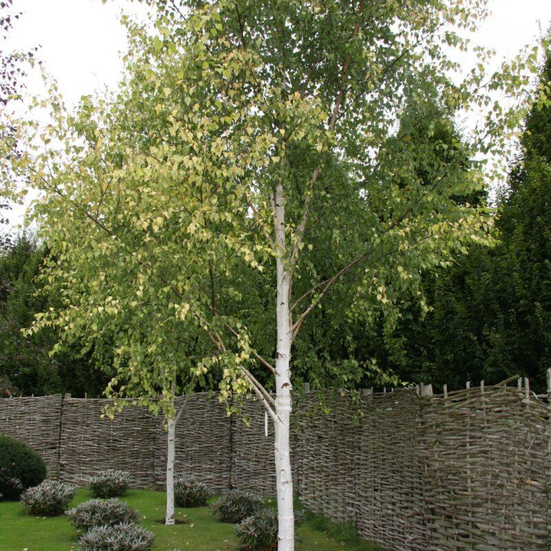 Betula pendula 'Golden Cloud'- 150-175cm- 10L