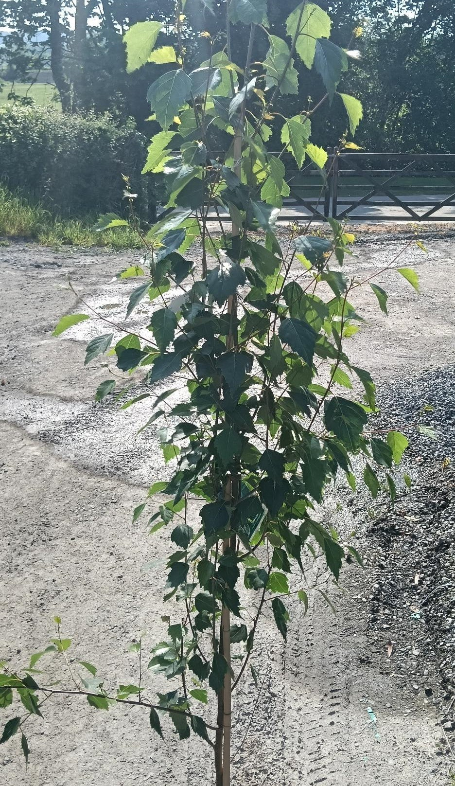Betula pendula 'Fastigiata' 10L 120-150cm
