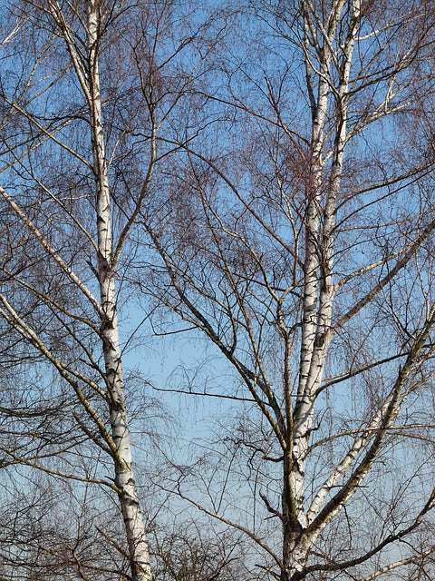 Betula pendula (Silver Birch) - Bareroot