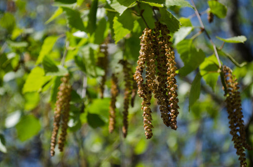 Betula pubescens (European White Birch) - Bareroot - Bundles of 10