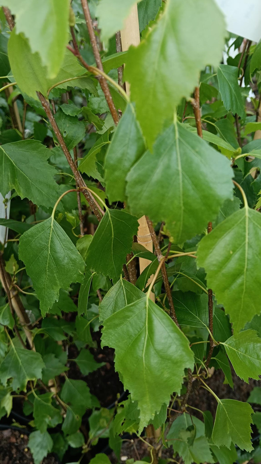 Betula pendula 'Fastigiata' 10L 120-150cm