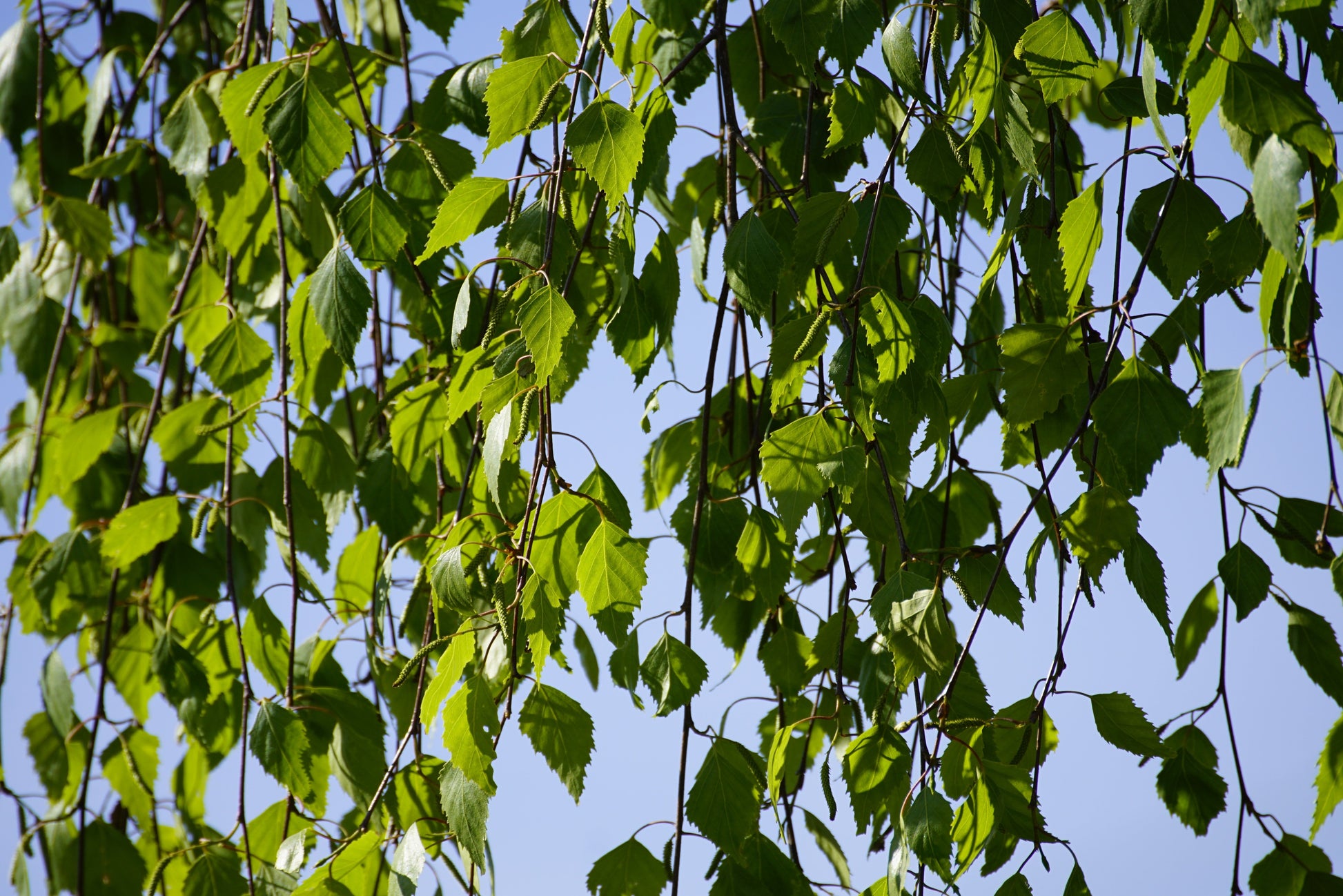 Betula nigra 'Summer cascade' (Weeping Birch) -150-175cm -10L
