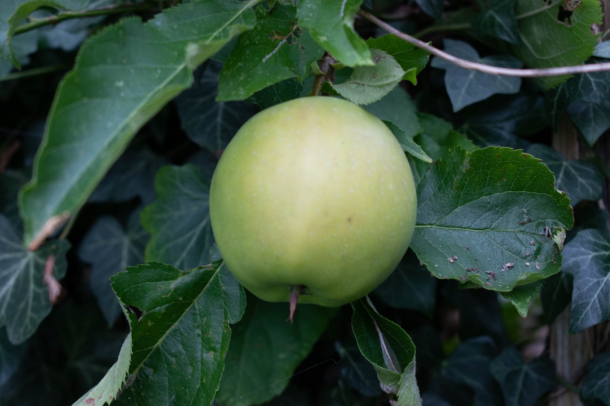 Malus domestica 'Bramley's Seedling' (Bramley apple) -10L pot-120-150cm