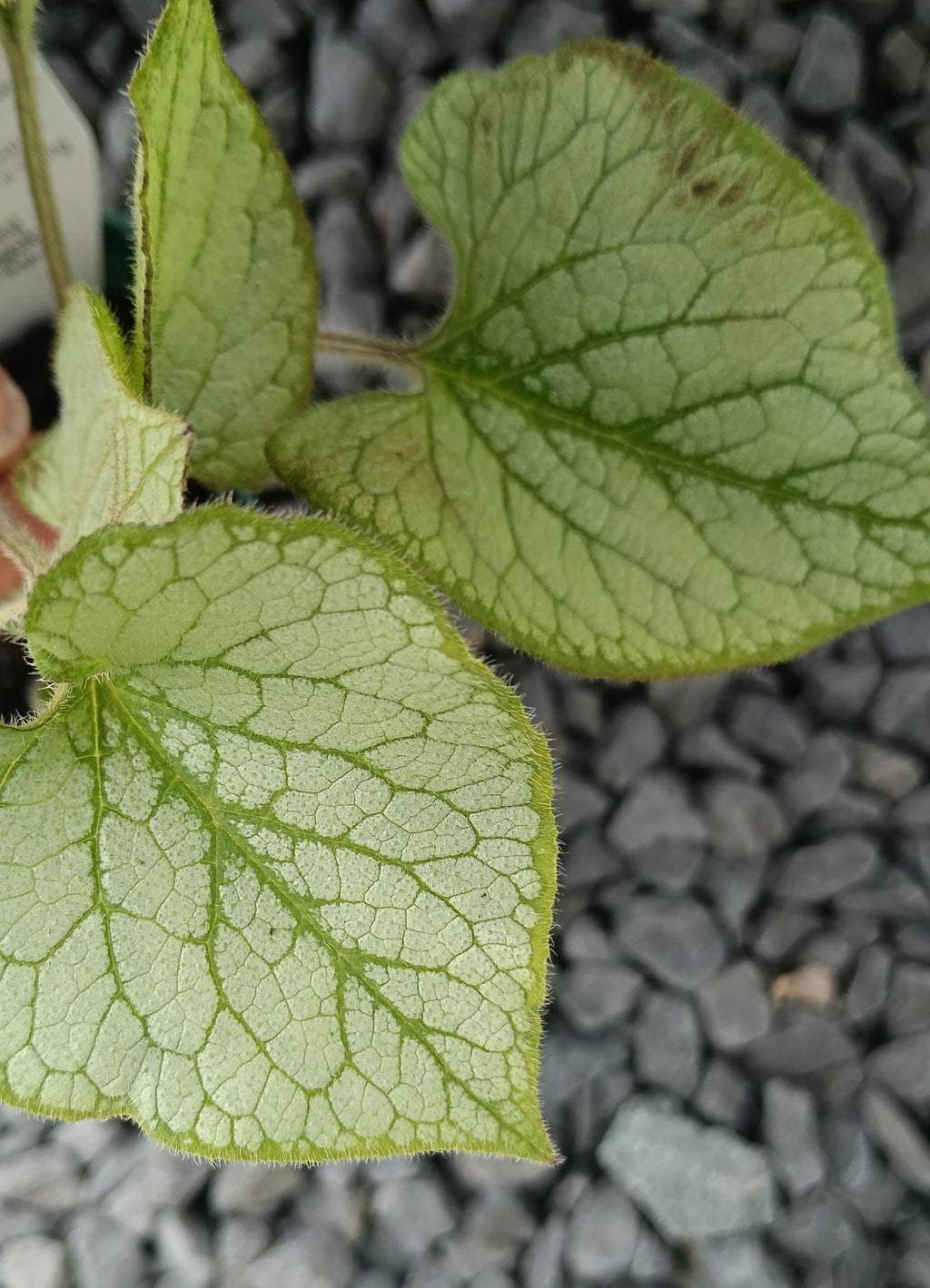 Brunnera macrophylla 'Jack Frost' 2L