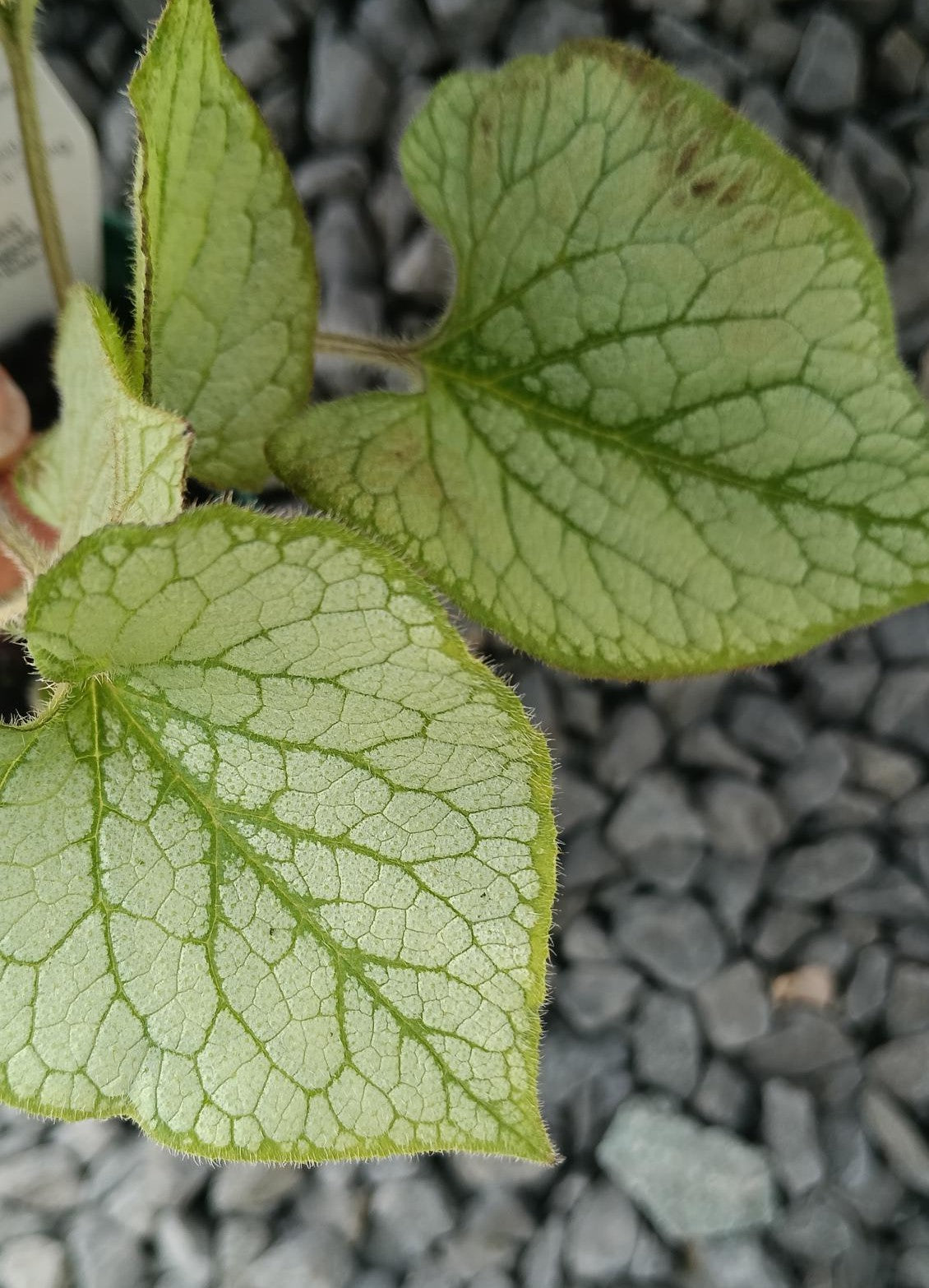 Brunnera macrophylla 'Jack Frost' 2L