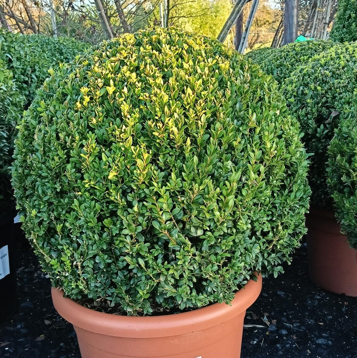 Buxus sempervirens (Box)- Topiary Ball