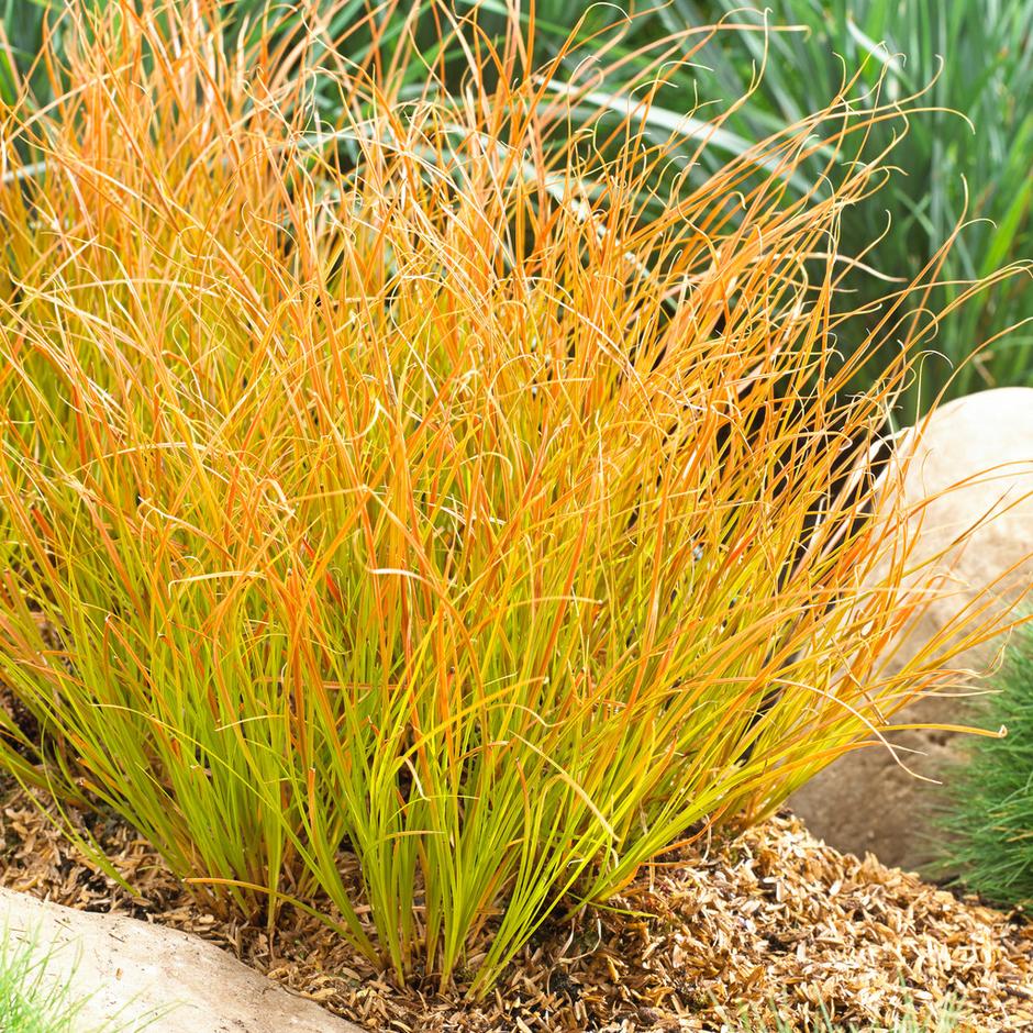 Carex testacea 'Prairie Fire' -2L pot