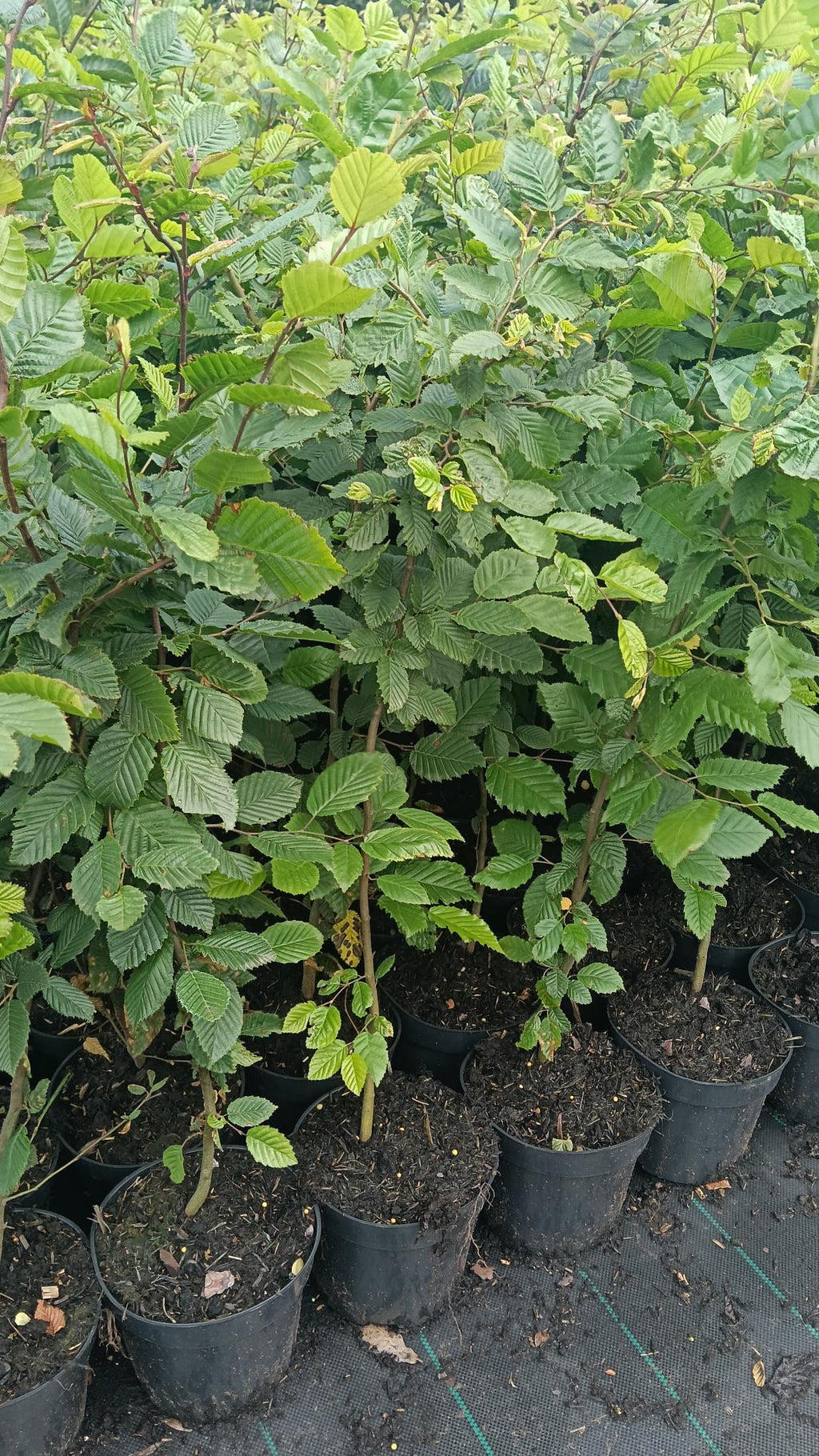Carpinus betulus (Hornbeam) -Potted