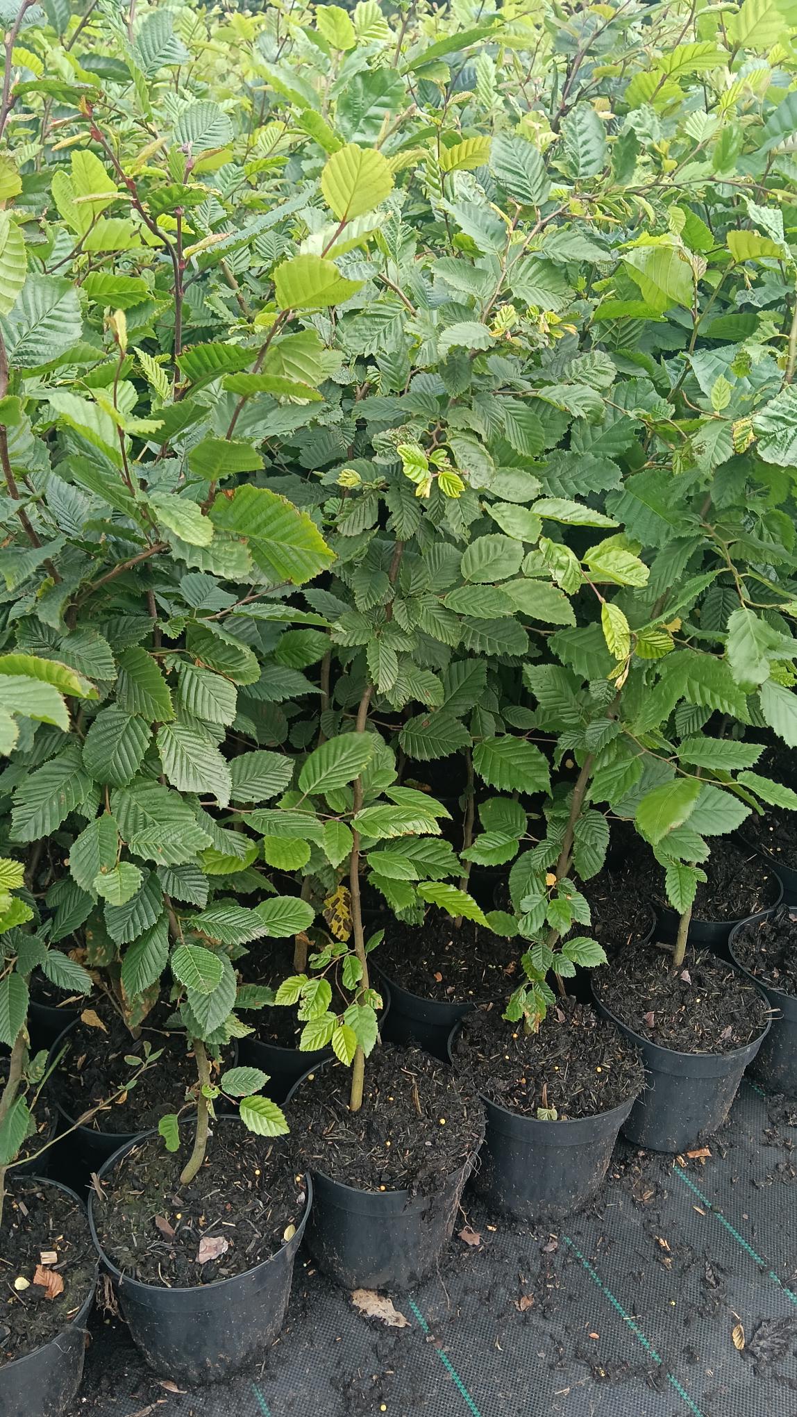 Carpinus betulus (Hornbeam) -Potted