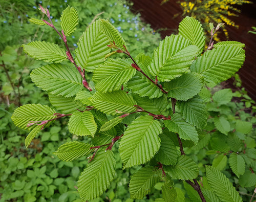 Carpinus betulus 'Fastigiata' 10L pot
