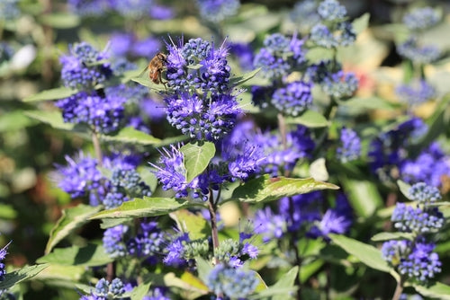 Caryopteris x clandoniensis'Heavenly Blue' - 2L Pot