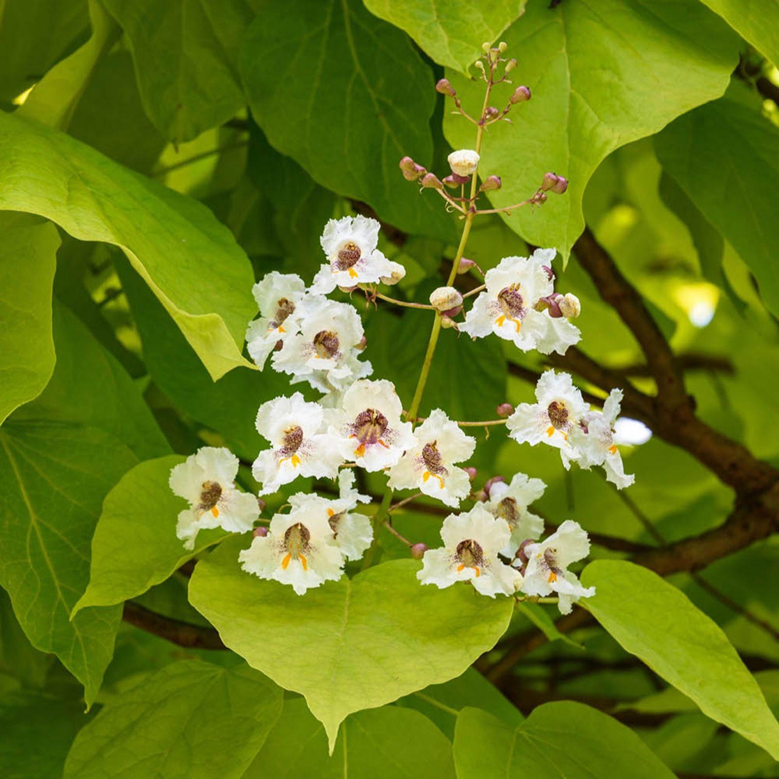 Catalpa bignoides 'Aurea'(Golden Indian Bean Trees) -10L pot