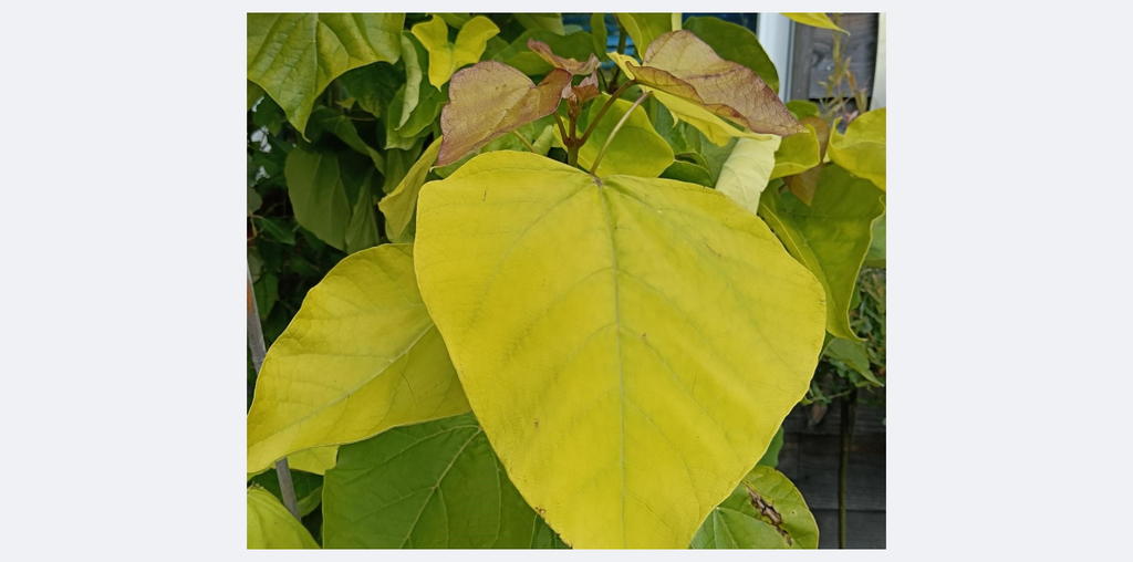 Close-up of large green leaves with a blurred background
