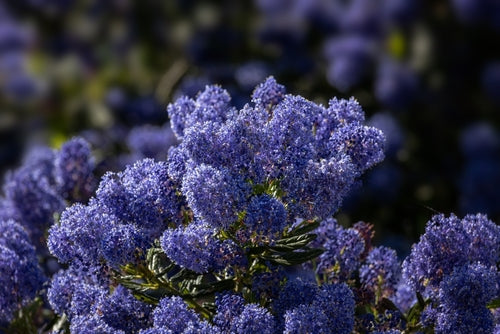 Close-up of a cluster of purple flowers with a blurred background