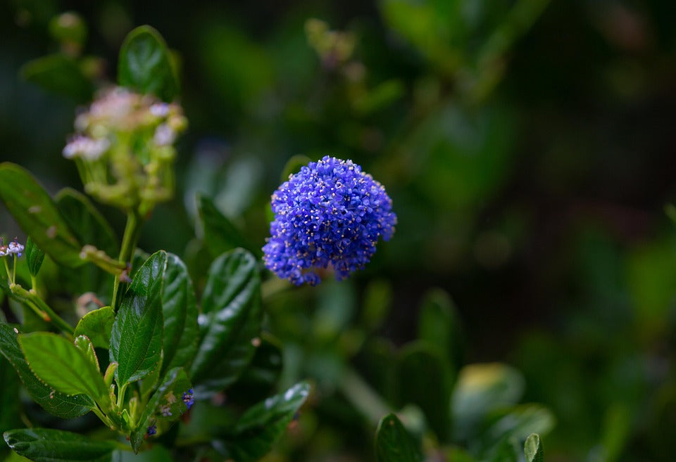 Ceanothus 'Yankee point' - 2L Pot