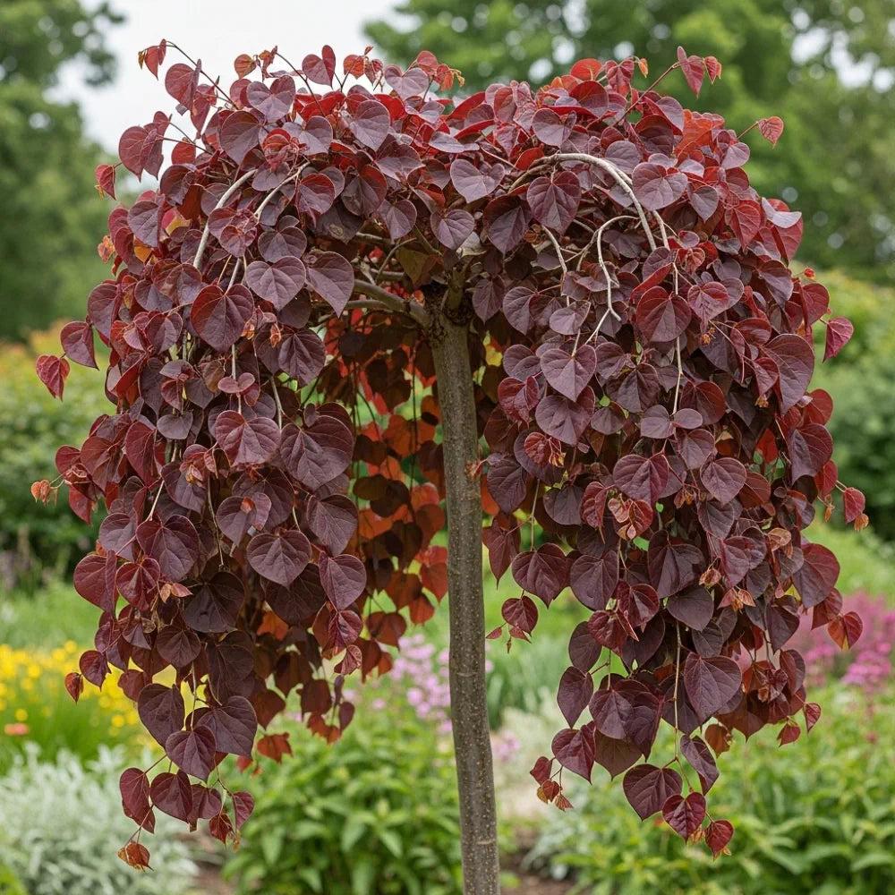 Cercis canadensis 'Ruby Falls' -10L pot