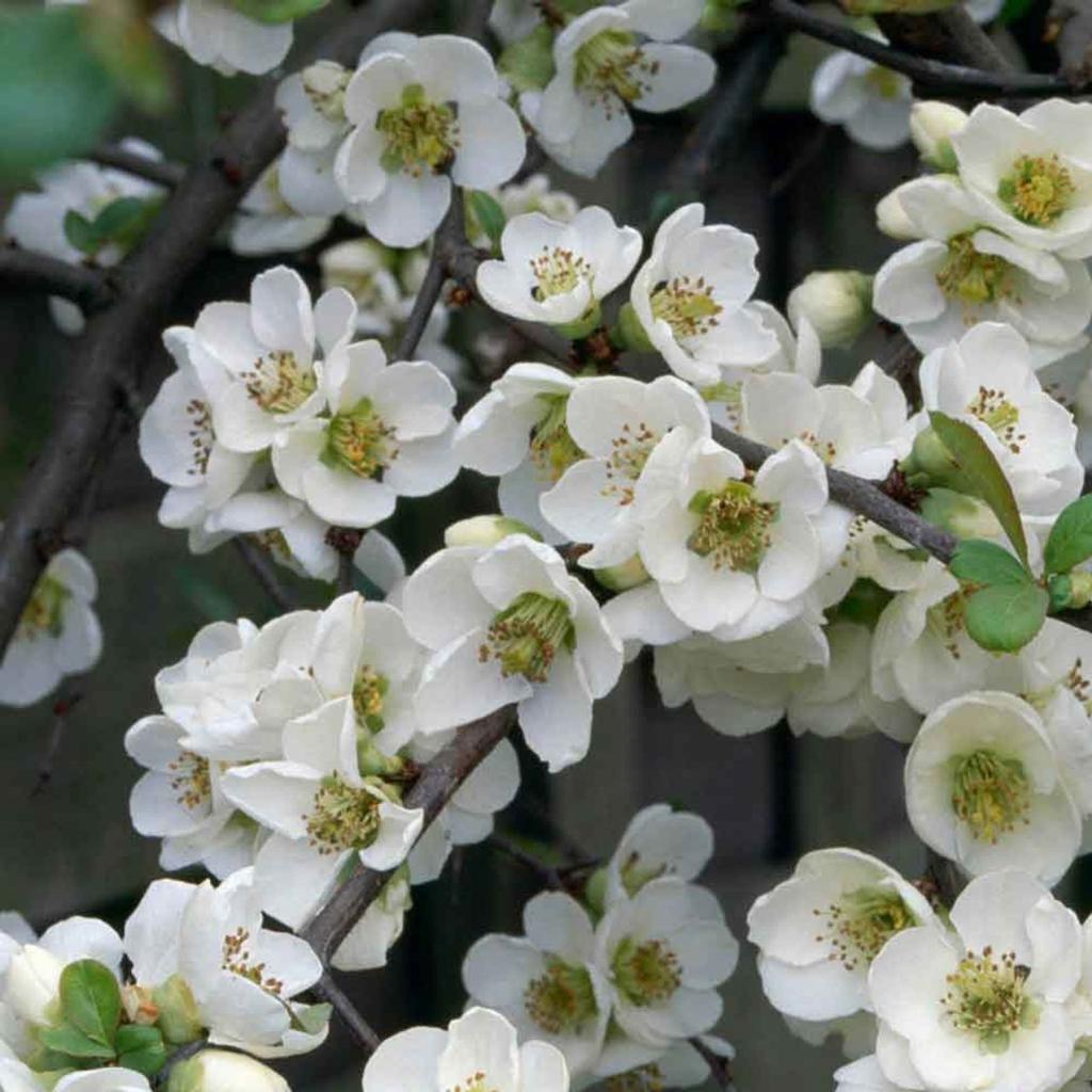 Chaenomeles speciosa 'Nivalis' - 2L Pot