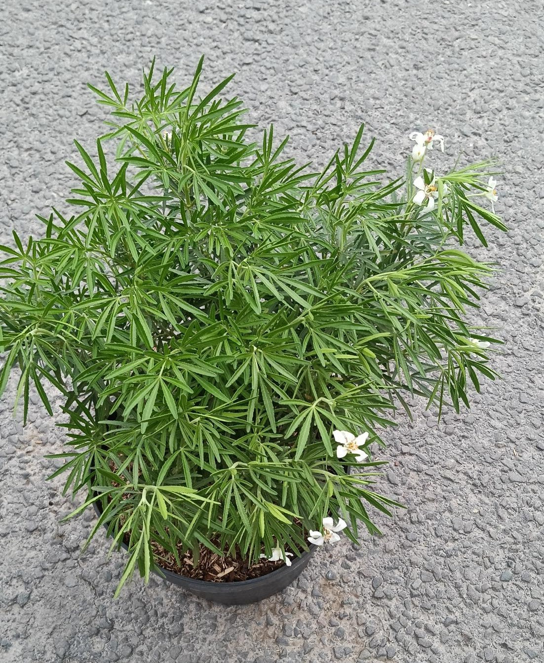 Choisya 'White Dazzler' 5L pot