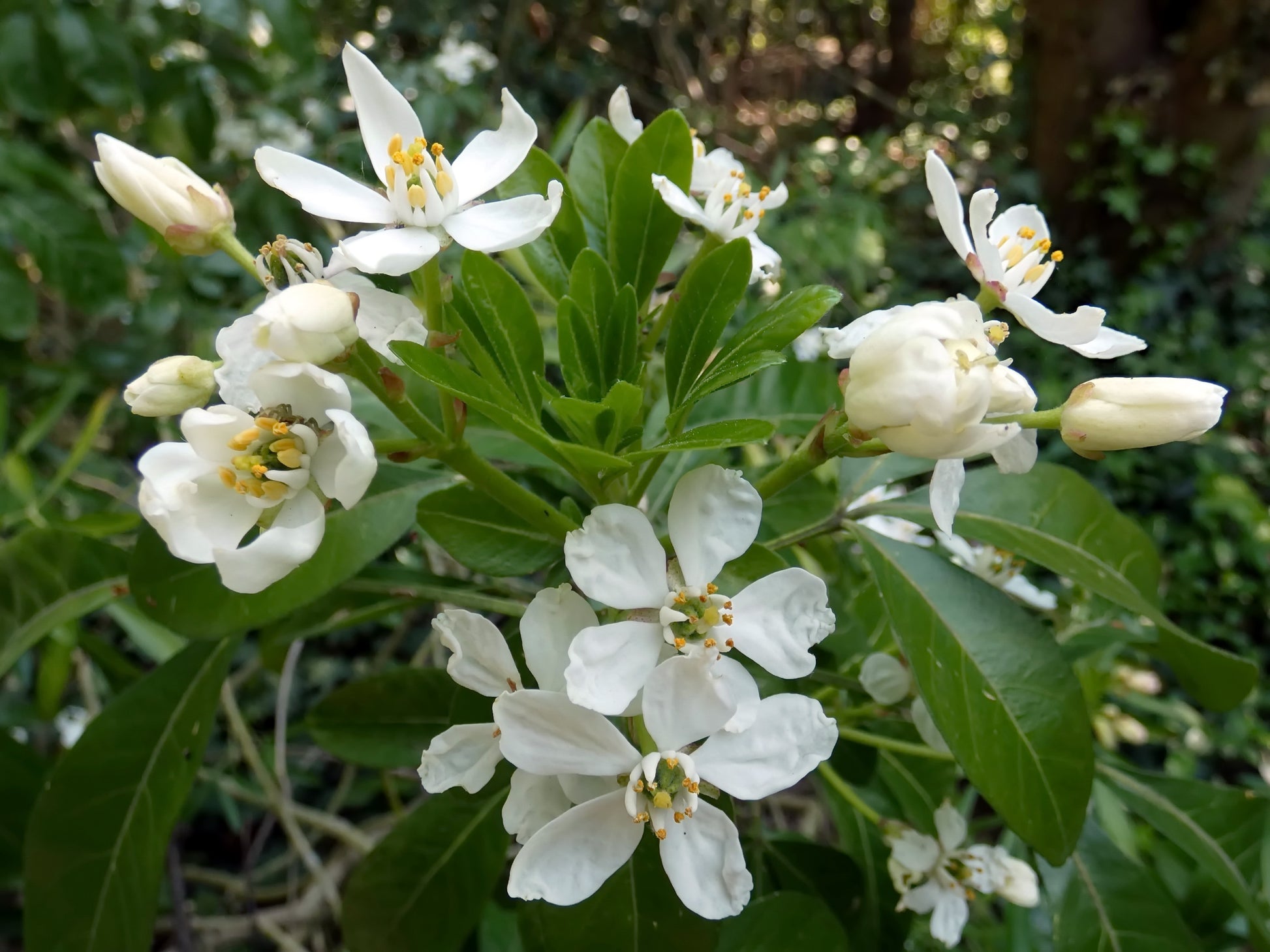 Choiya ternata (Mexican Orange Blossom) -Potted