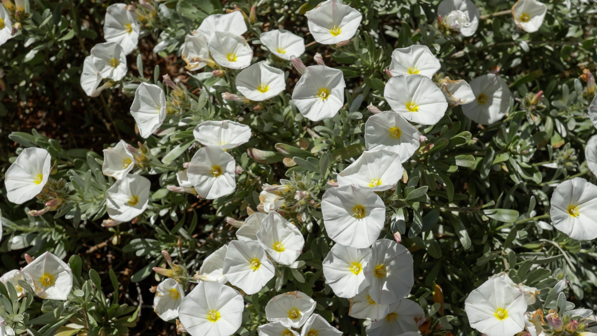 Convolvulus cneorum - 2L - Pot