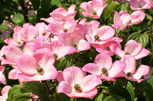 Close-up of pink flowers with green leaves