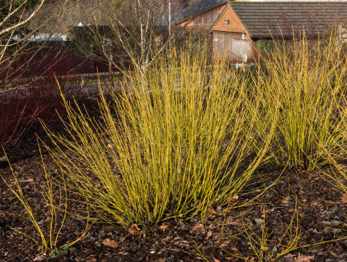 Cornus 'Flaviramea' (Dogwood) - 2L Pot