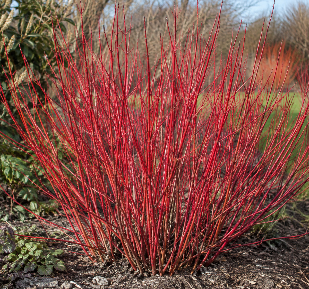 Cornus alba 'Sibirica' (Red stemmed Dogwood) - Potted