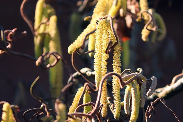 Corylus avellana 'Contorta' - 7.5L Pot