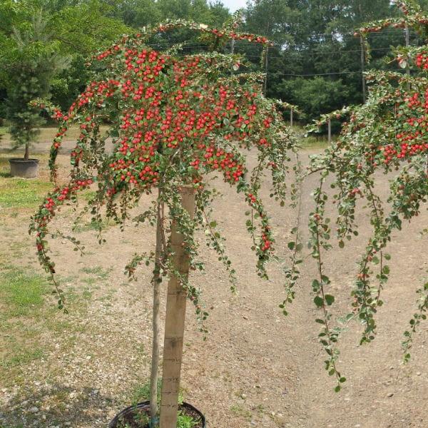 Cotoneaster 'Coral Beauty' -Dwarf weeping tree