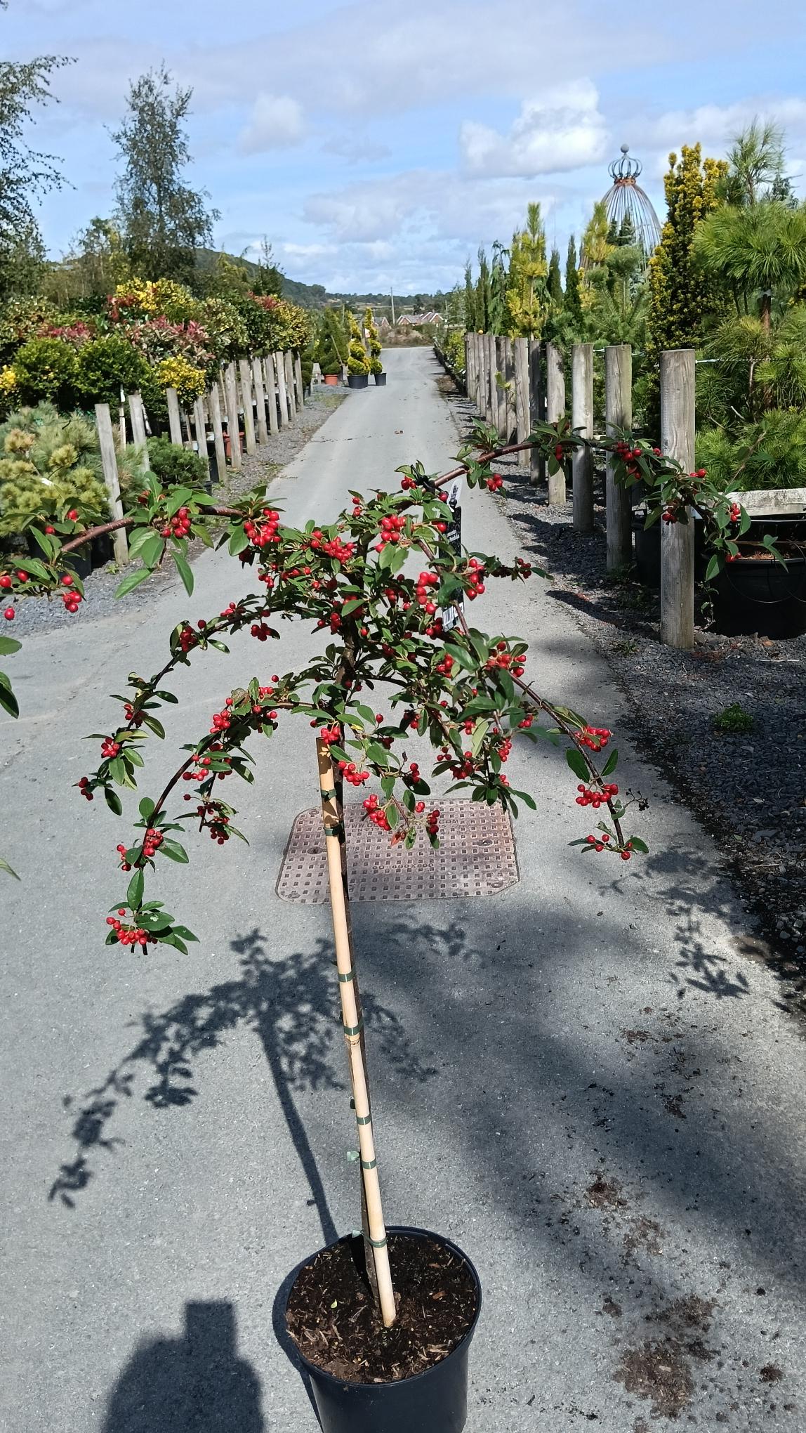 Cotoneaster hybridus 'Pendulus' 1/4 std.