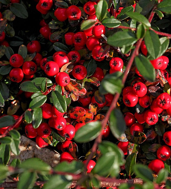 Cotoneaster x suec. 'Coral Beauty' - 2L Pot 20cm+