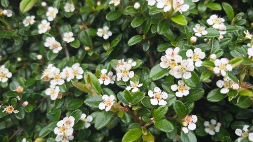 Cotoneaster dammeri -  2L Pot