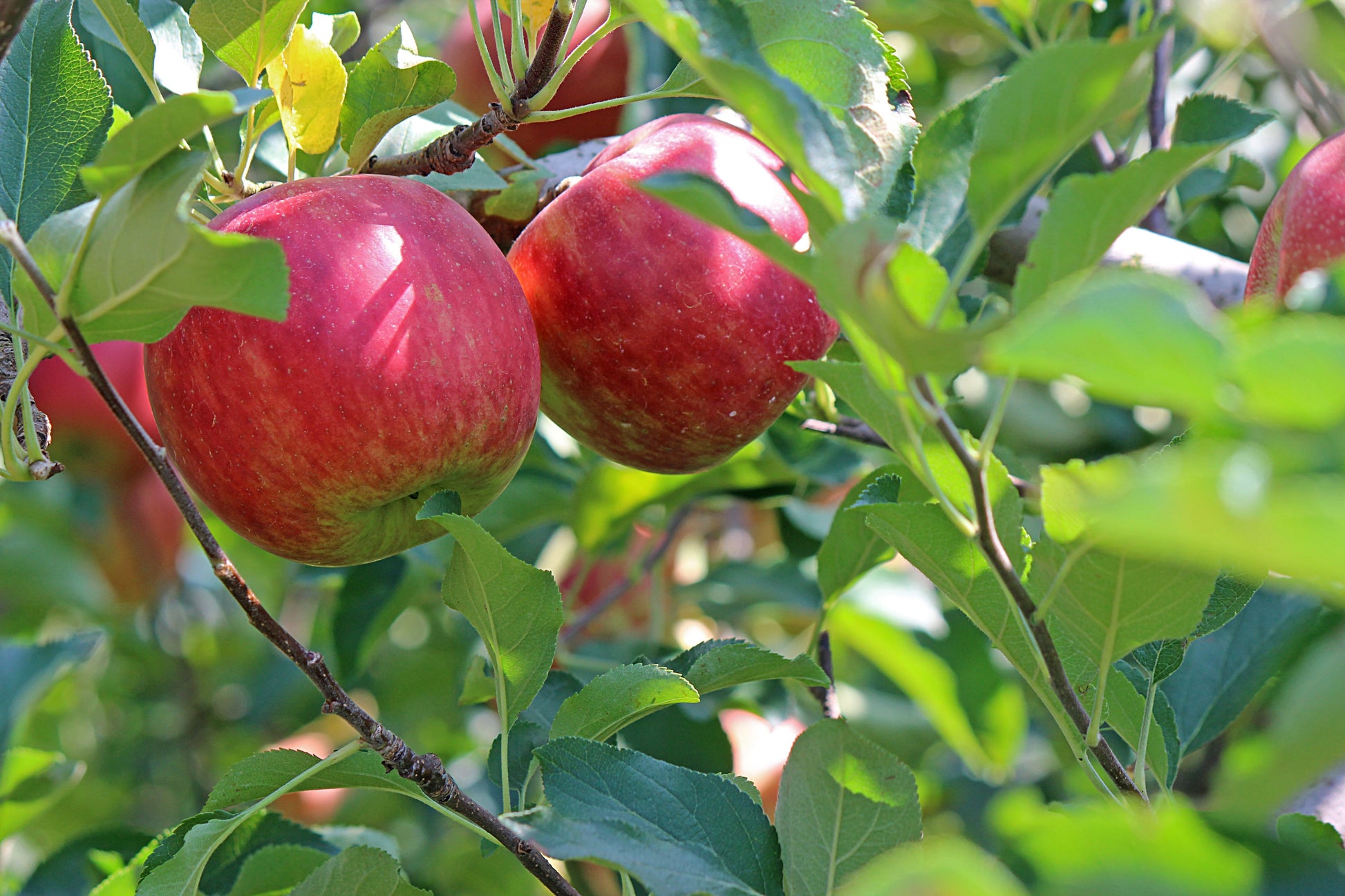 Malus domestica 'Cox's Self Fertile' 10L -100-120cm