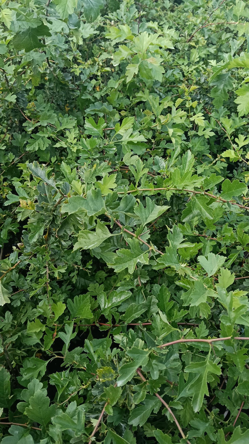 Crataegus monogyma (Hawthorn) -Potted
