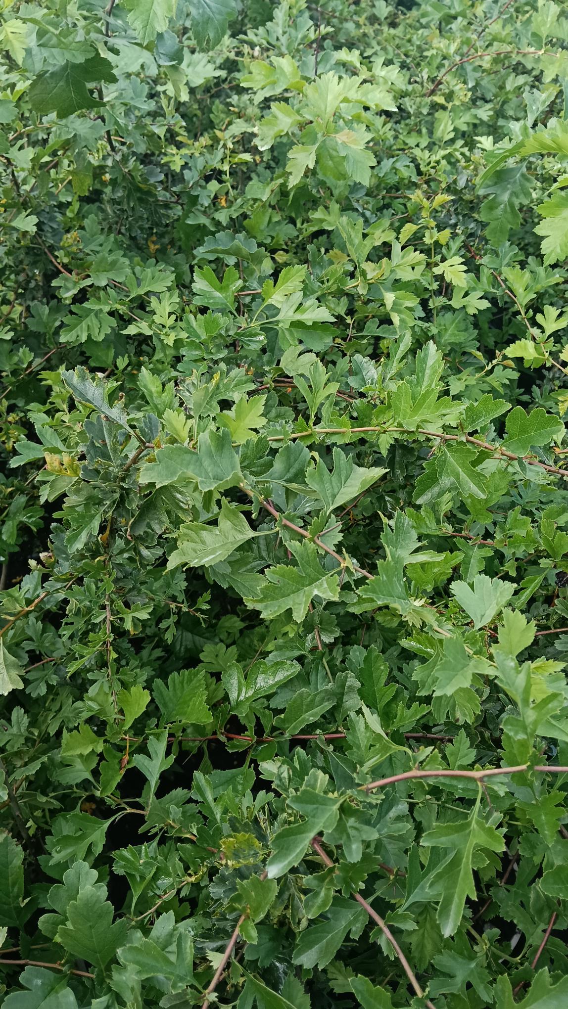Crataegus monogyma (Hawthorn) -Potted