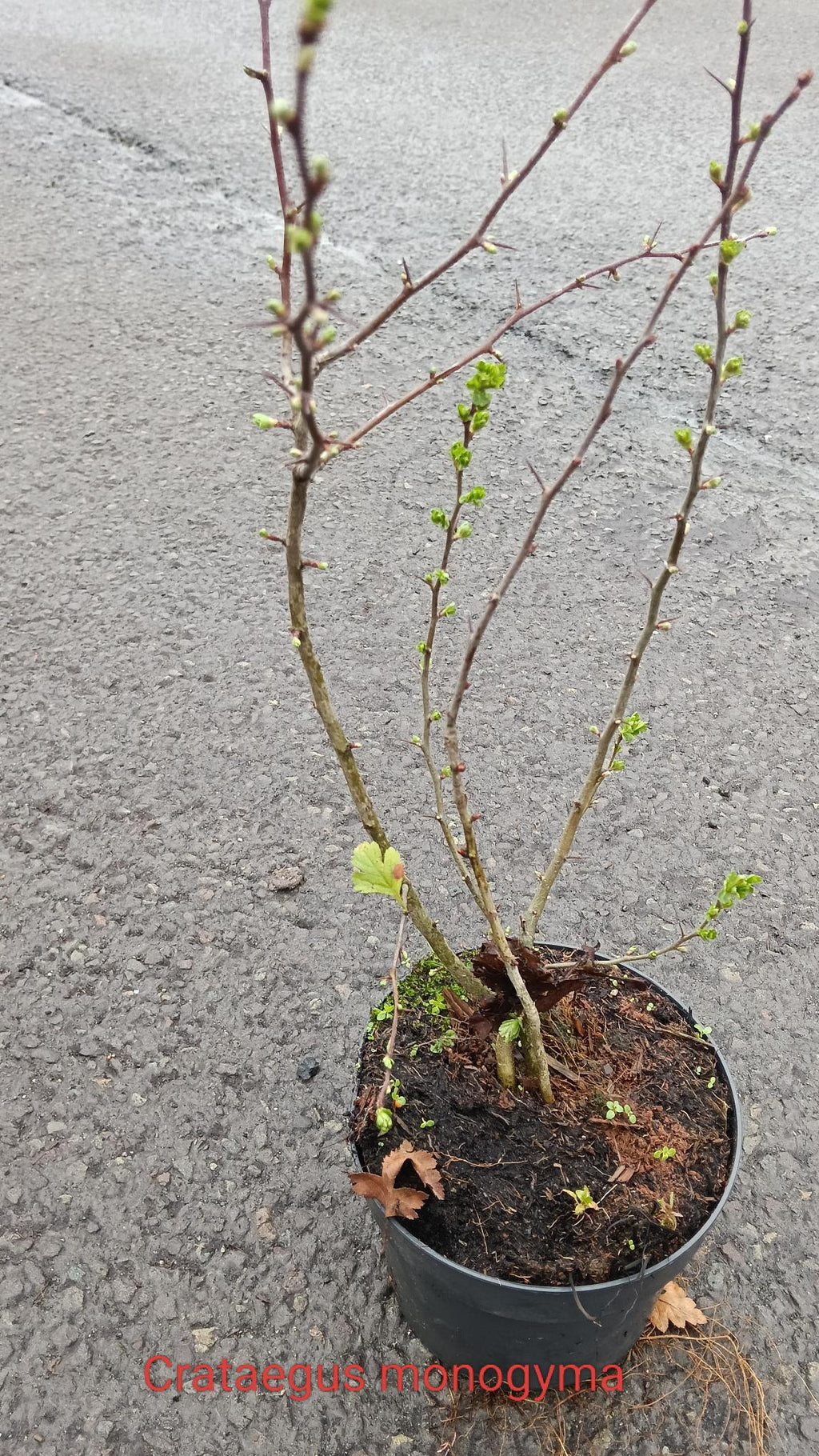 Crataegus monogyma (Hawthorn) -Potted