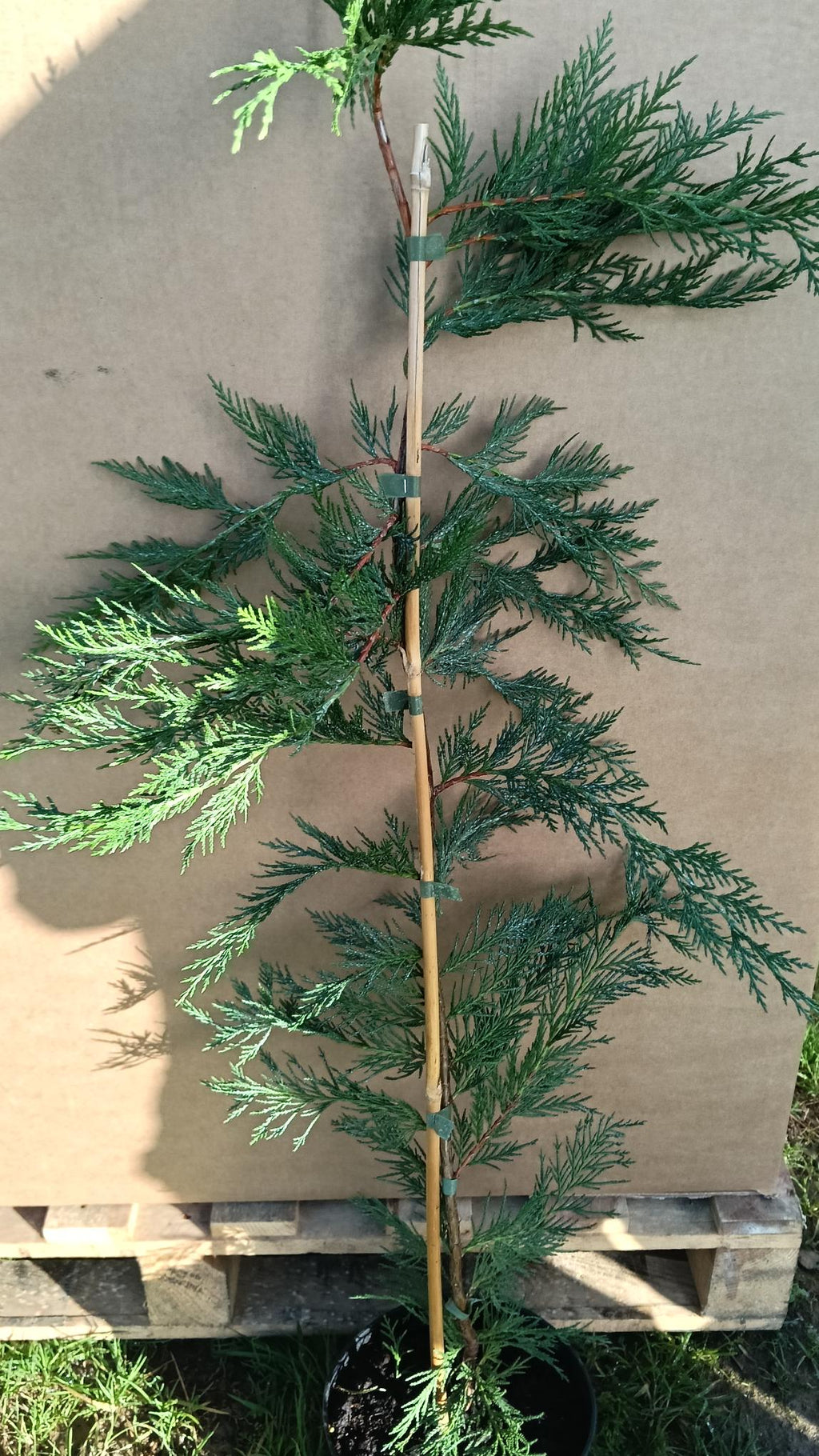 Cupressocyparis leylandii (Leylandii) - Potted