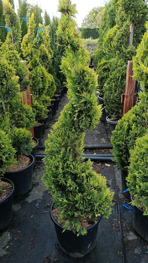 Row of potted conifer trees in a garden center setting