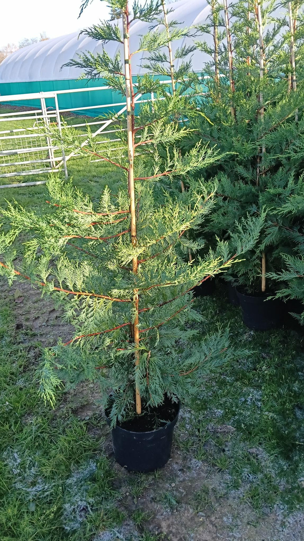 Cupressocyparis leylandii (Leylandii) - Potted