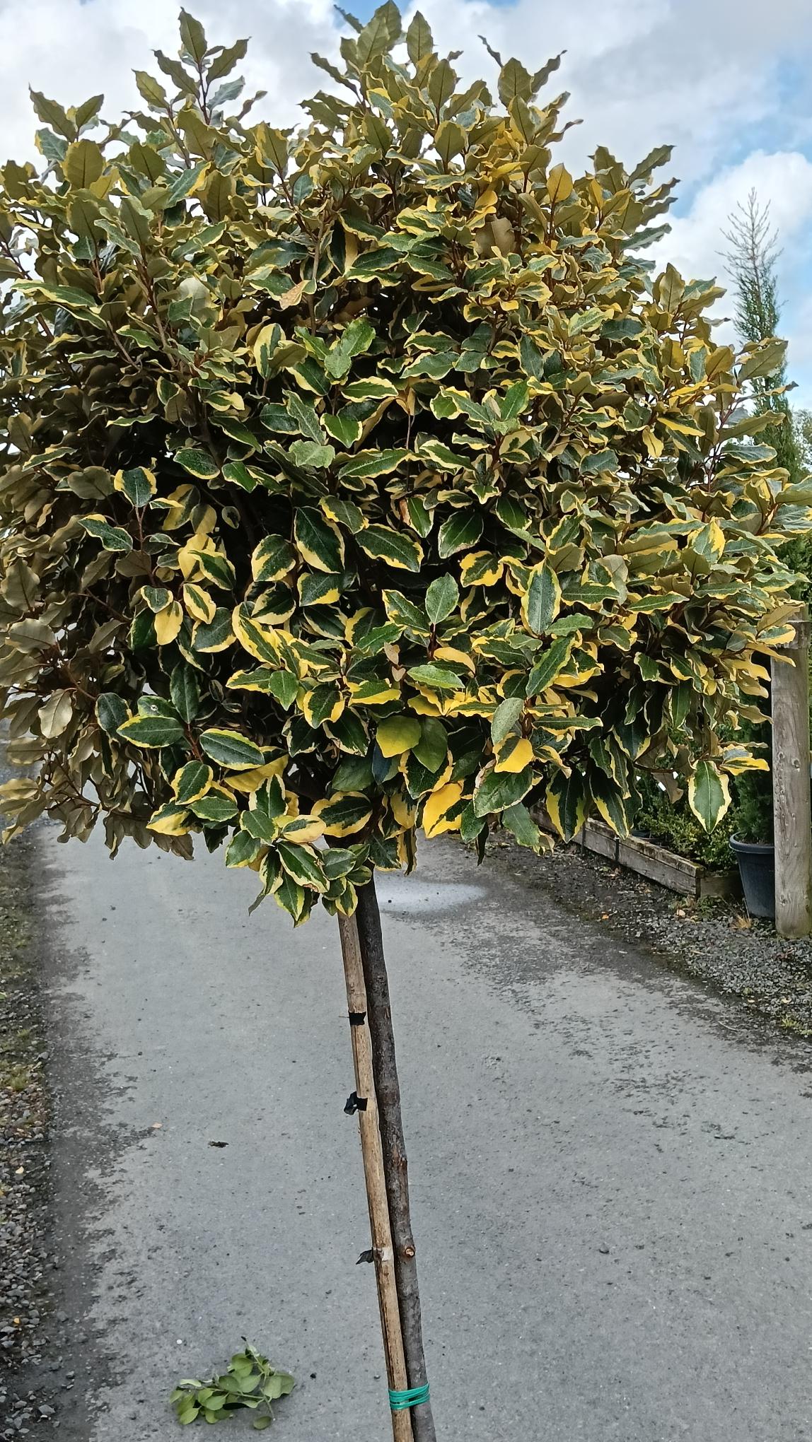 Elaeagnus 'Viveleg' 1/2 std, 80-100cm clear stem